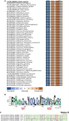 Resolving the TorsinA Oligomerization Conundrum: The Glycan Hypothesis